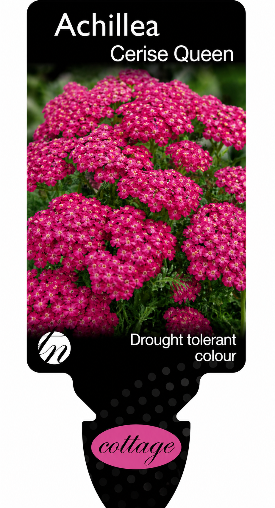 Achillea Cerise Queen