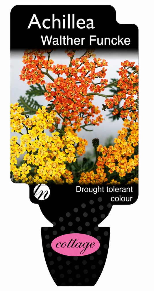 Achillea Walther Funcke