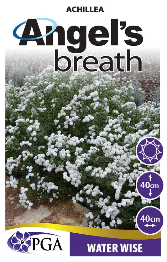 Achillea ‘Angel's Breath’