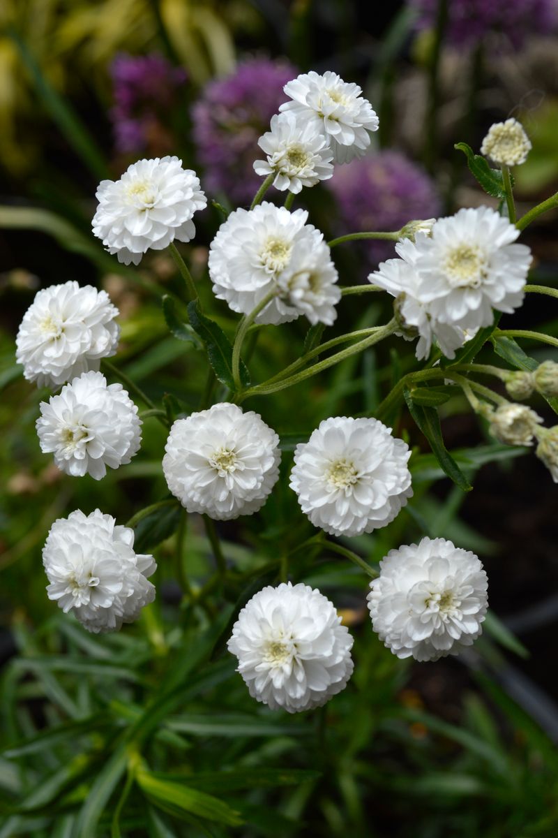 Achillea ‘Angel's Breath’