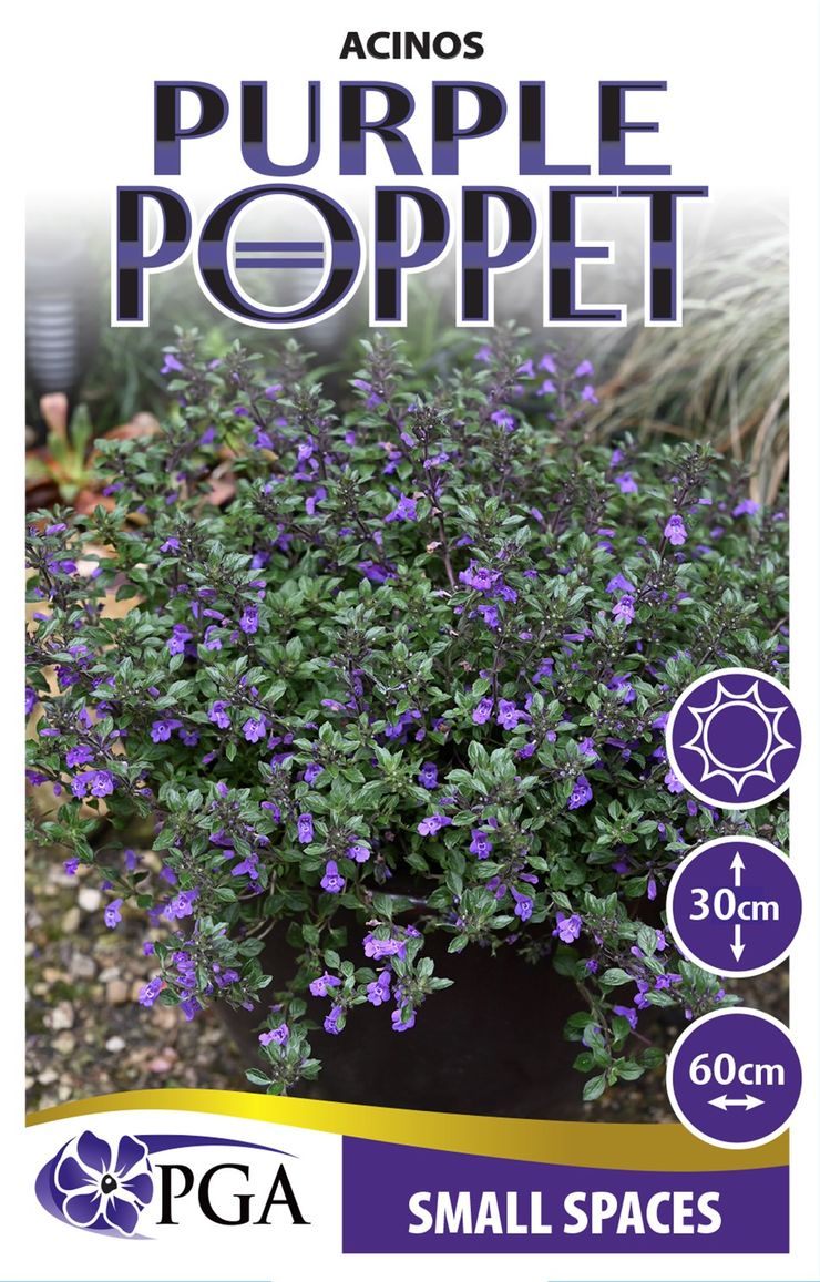 Acinos ‘Purple Poppet’