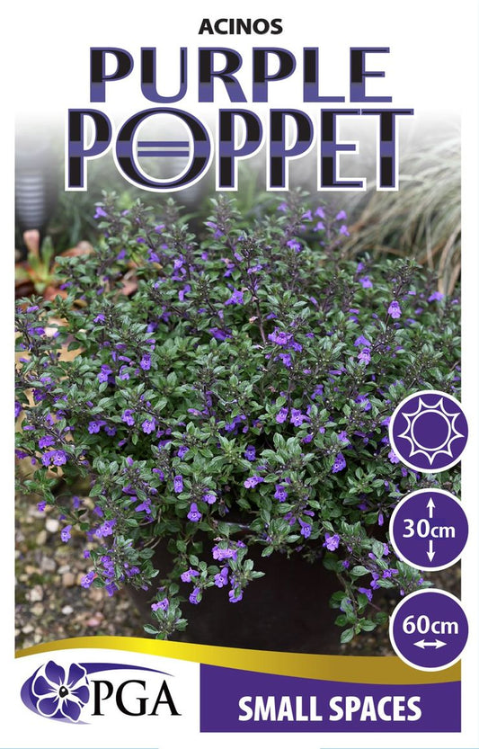 Acinos ‘Purple Poppet’