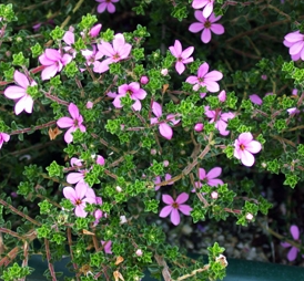 Acmadenia tetragona Starblush