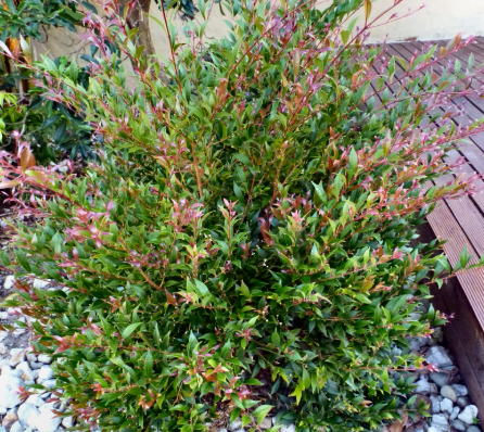 Acmena smithii