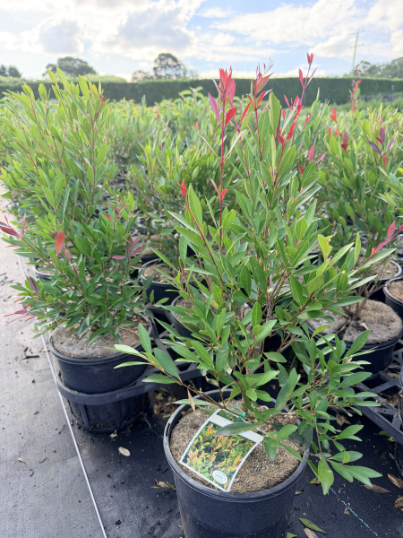 the plant broker