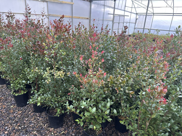 the plant broker