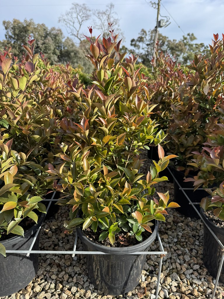 Acmena smithii 'Purple Rain' pbr