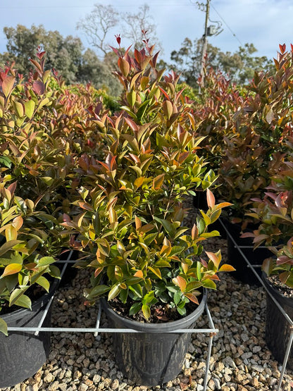 Acmena smithii 'Purple Rain' pbr