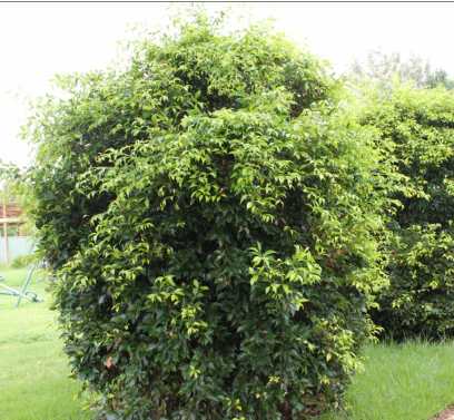 Acmena smithii 'Sublime' pbr