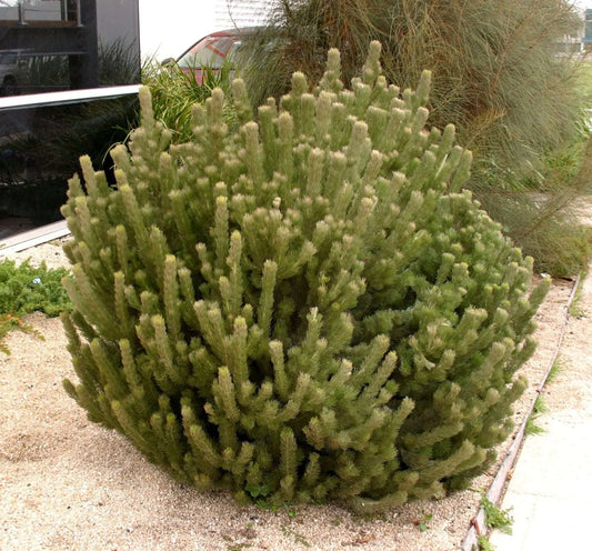 Adenanthos sericea Compact