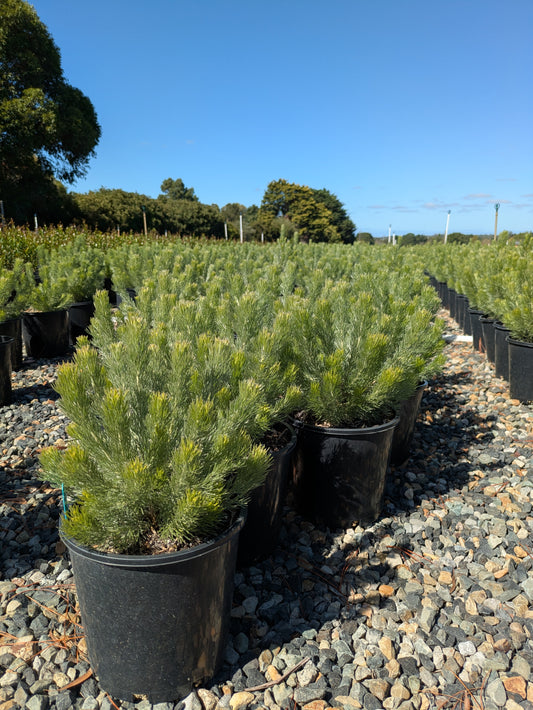 Adenanthos sericeus