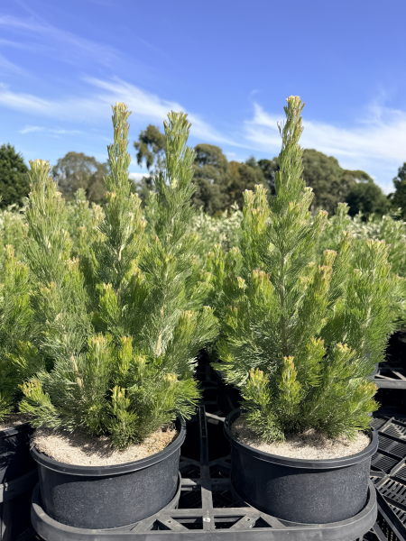 the plant broker