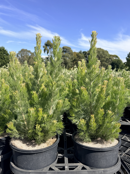Adenanthos sericeus