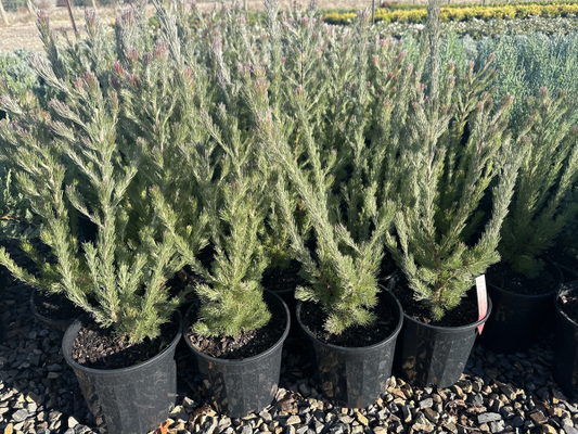 Adenanthos sericeus Bronze Glow