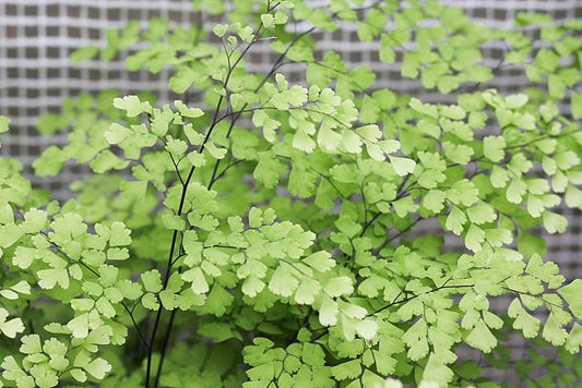 Adiantum raddianum fragrans