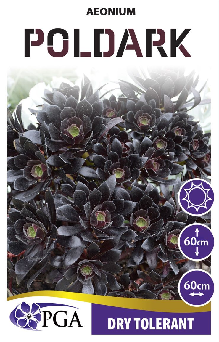 Aeonium ‘Poldark’