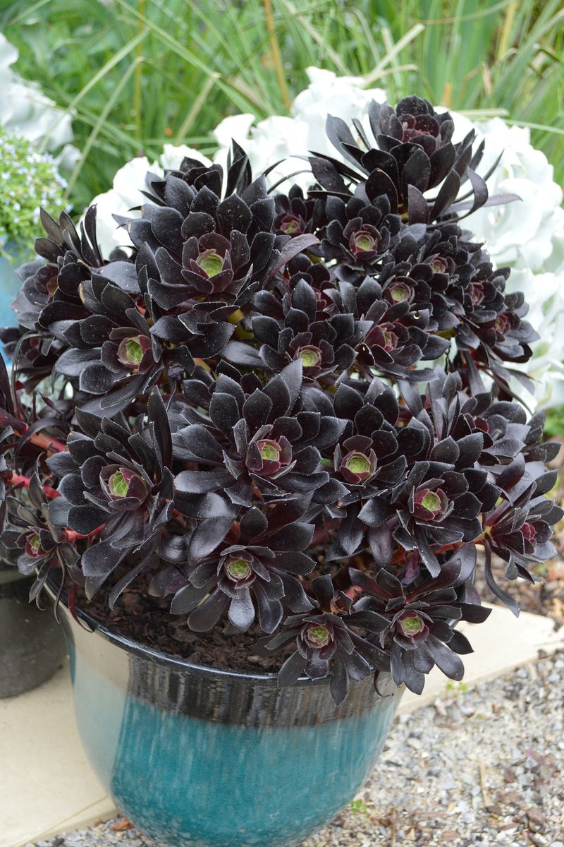 Aeonium ‘Poldark’