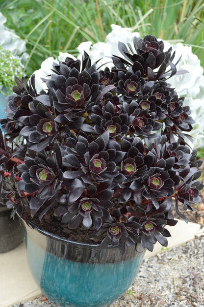 Aeonium ‘Poldark’