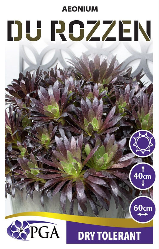 Aeonium ‘Du Rozzen’