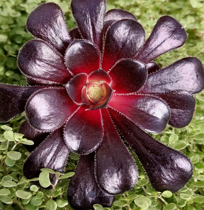 Aeonium arboreum ‘schwarzkopf’