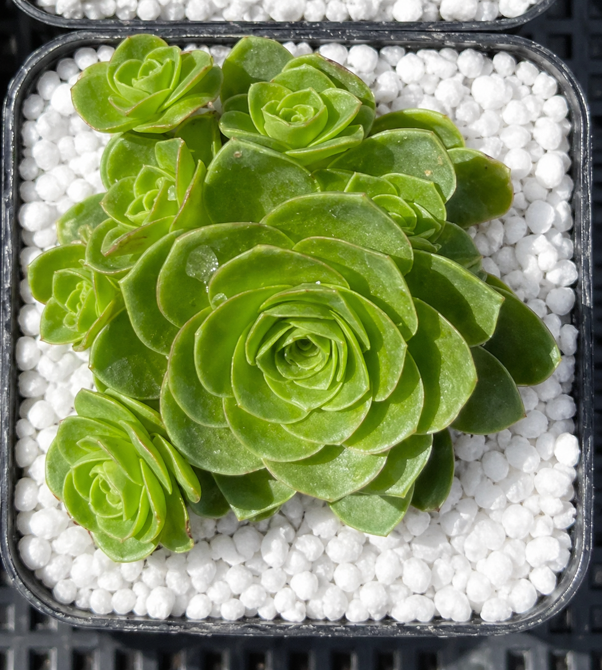 Aeonium aureum Green Rose Buds