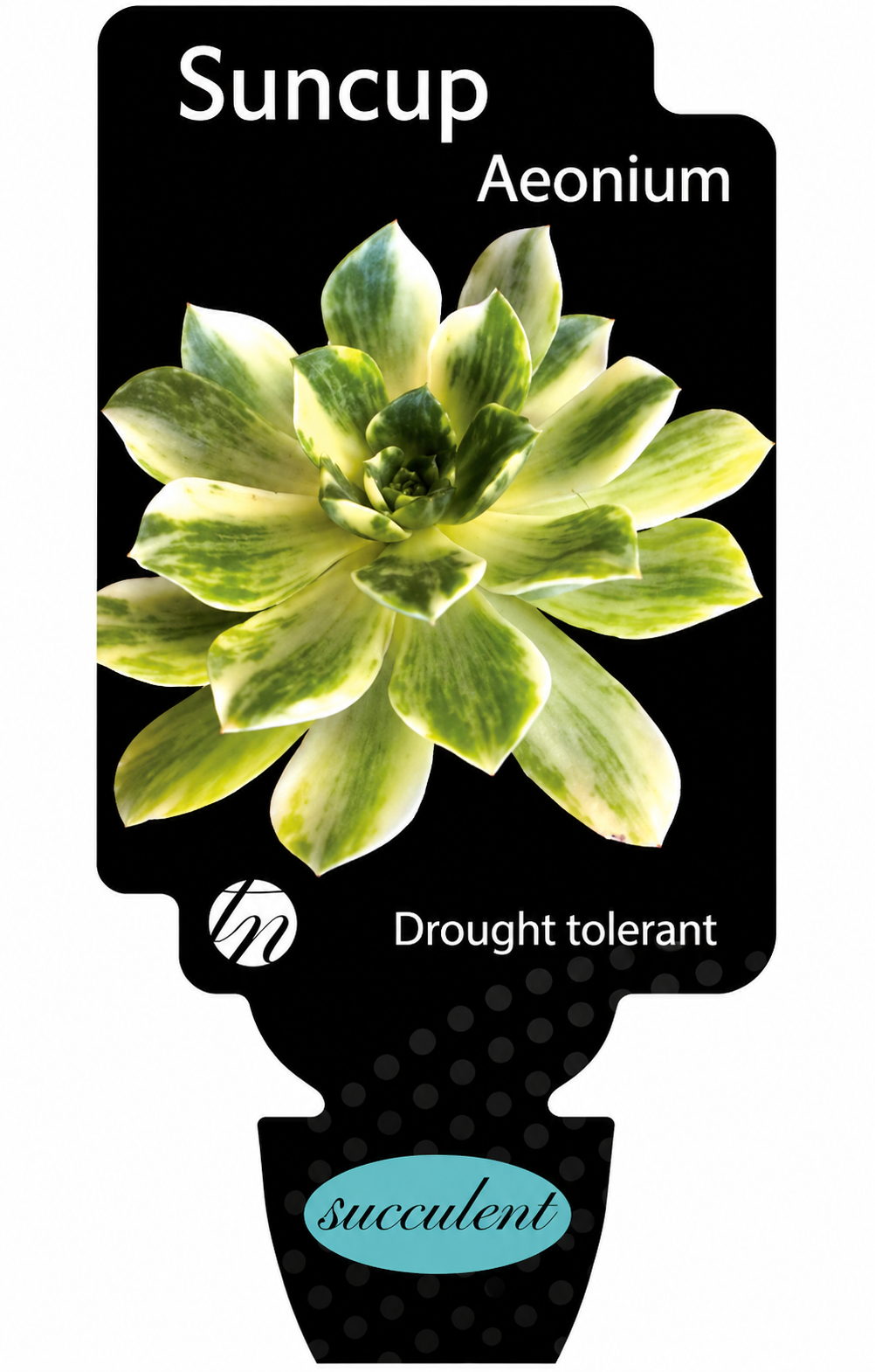 Aeonium Suncup