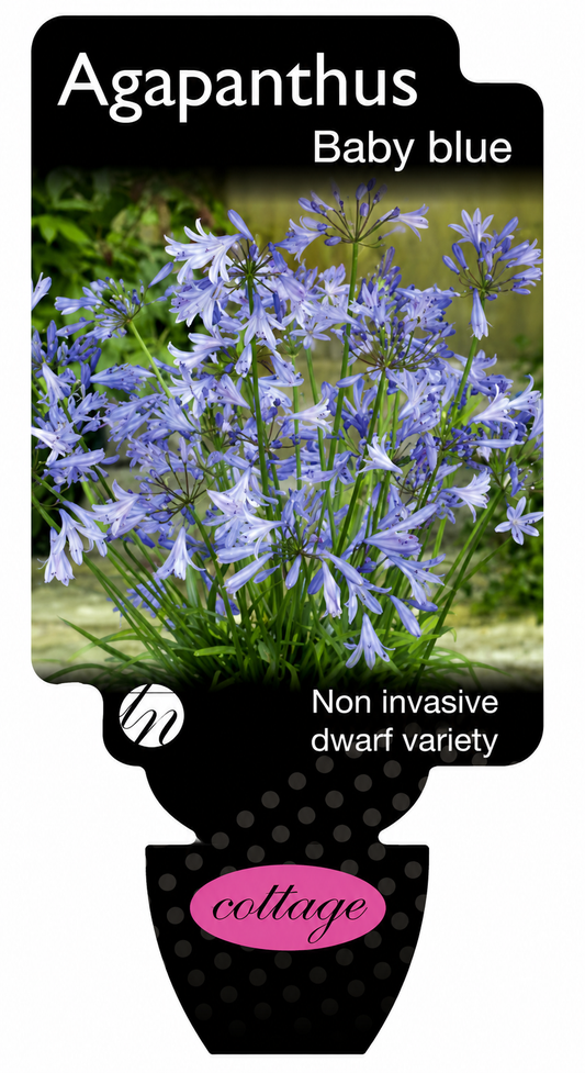 Agapanthus Baby Blue