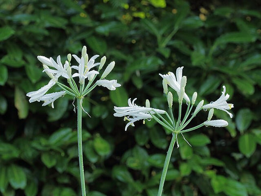 Agapanthus Dwarf white