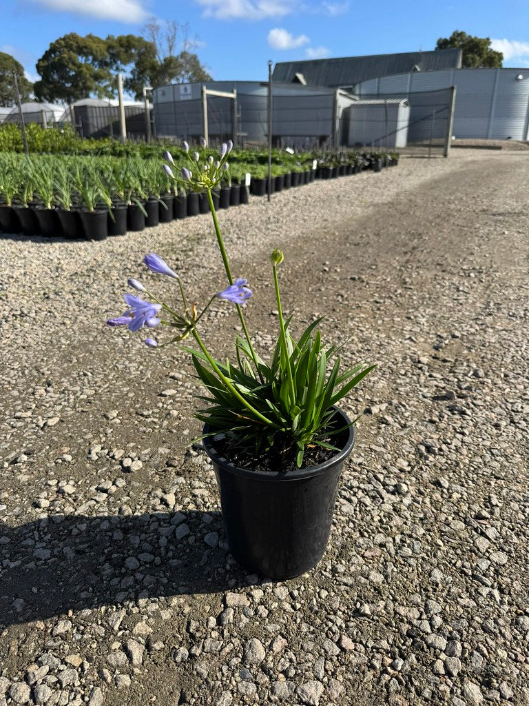 the plant broker