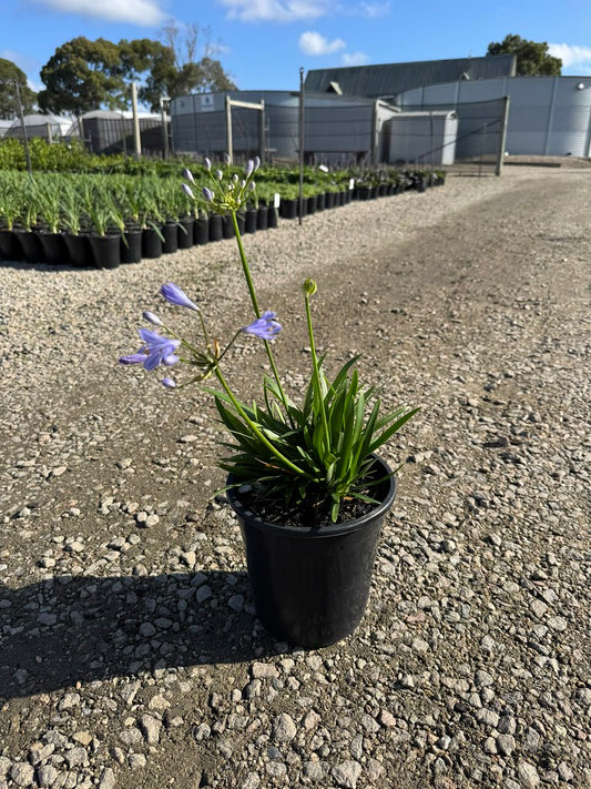 Agapanthus Peter Pan