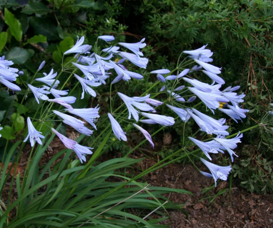 Agapanthus Streamline