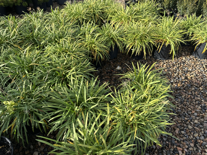 Agapanthus Streamline