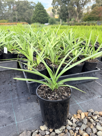 Agapanthus Black Pantha