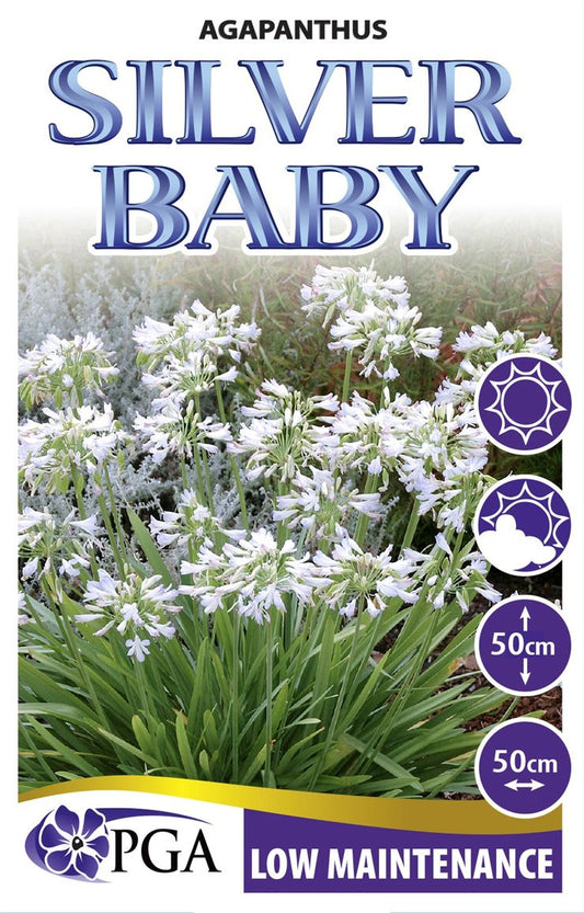 Agapanthus ‘Silver Baby’