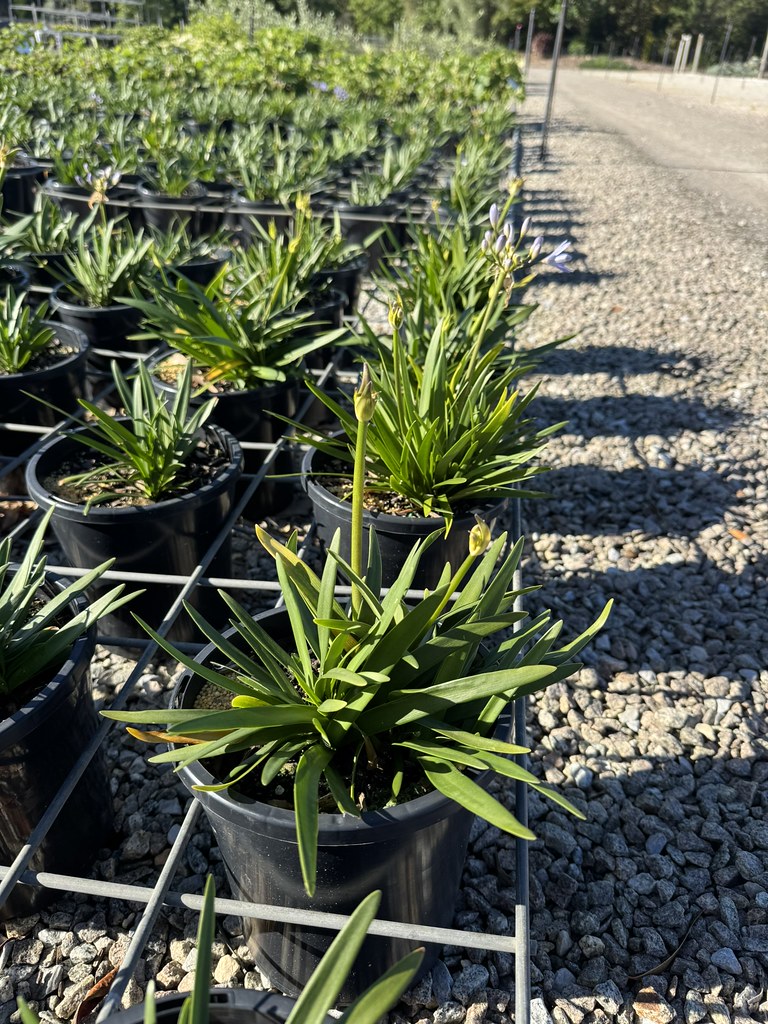 Agapanthus praecox 'Baby Pete' pbr