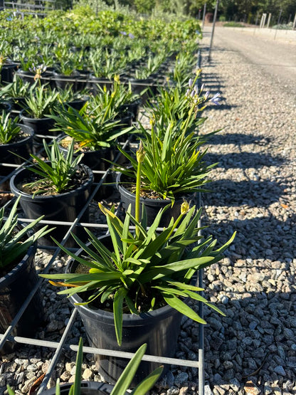 Agapanthus praecox 'Baby Pete' pbr