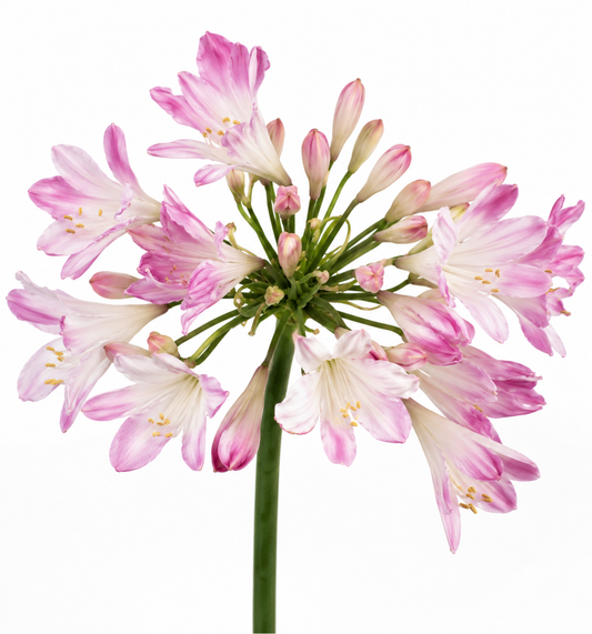 Agapanthus praecox 'Blush Pink'