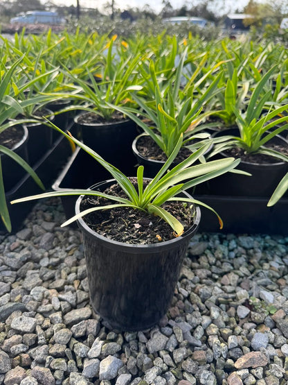 Agapanthus praecox 'Perpetual Peace'