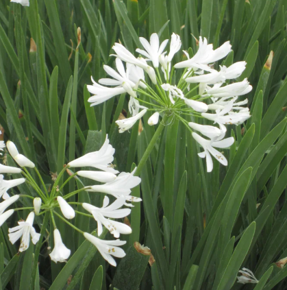 Agapanthus spp. White