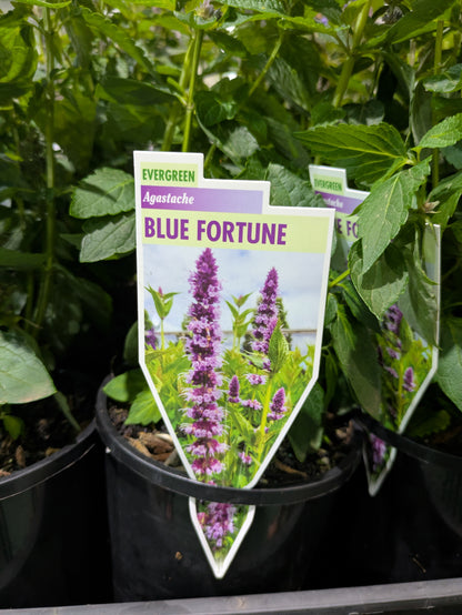 Agastache 'Blue Fortune'