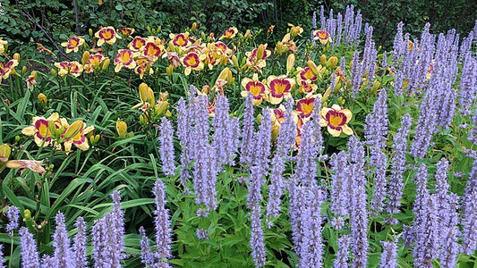 Agastache 'Blue Fortune'