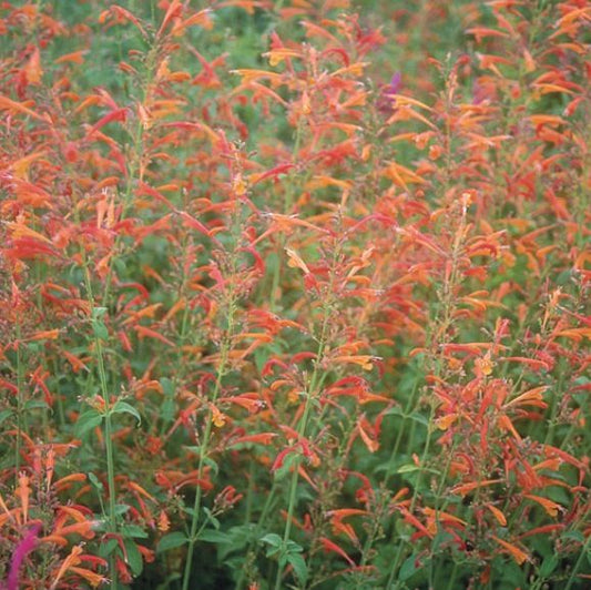 Agastache Copper Rose