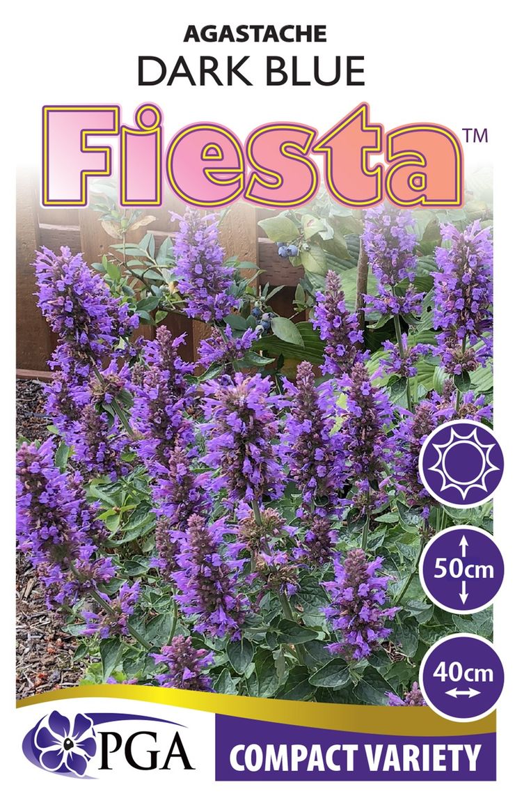 Agastache FIESTA™ ‘Dark Blue’