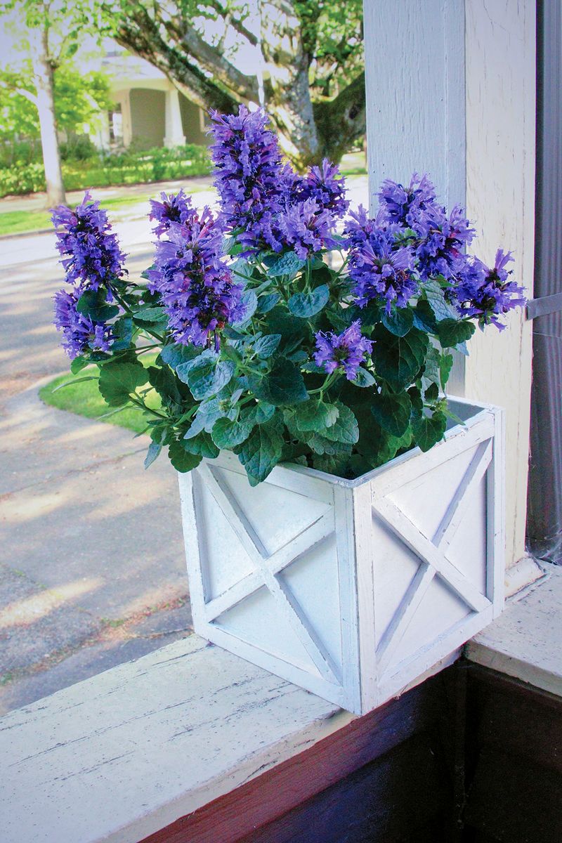Agastache FIESTA™ ‘Dark Blue’
