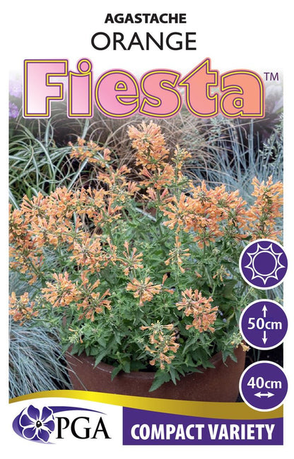 Agastache FIESTA™ ‘Orange’