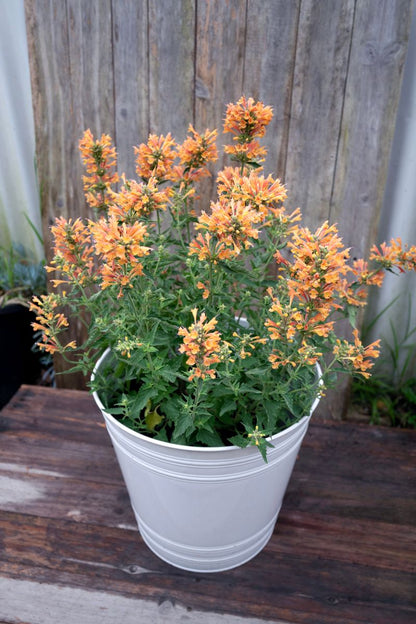 Agastache FIESTA™ ‘Orange’