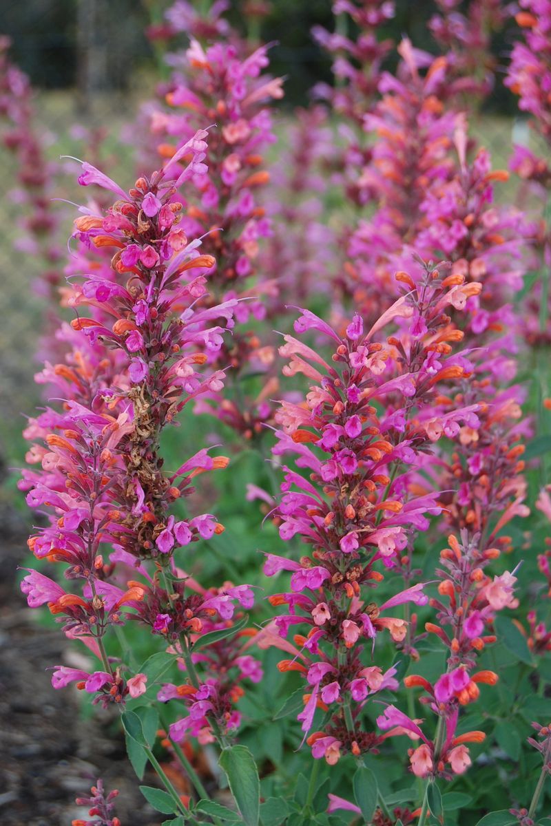 Agastache FIESTA™ ‘Salmon and Pink’