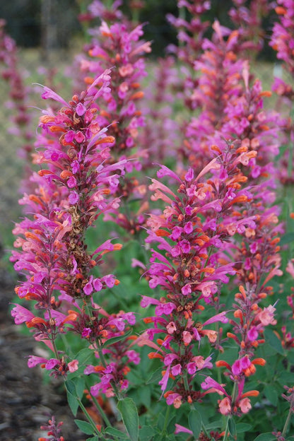 Agastache FIESTA™ ‘Salmon and Pink’