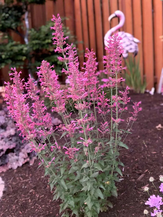 Agastache Morello