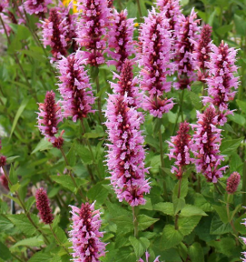 Agastache Pink Fortune